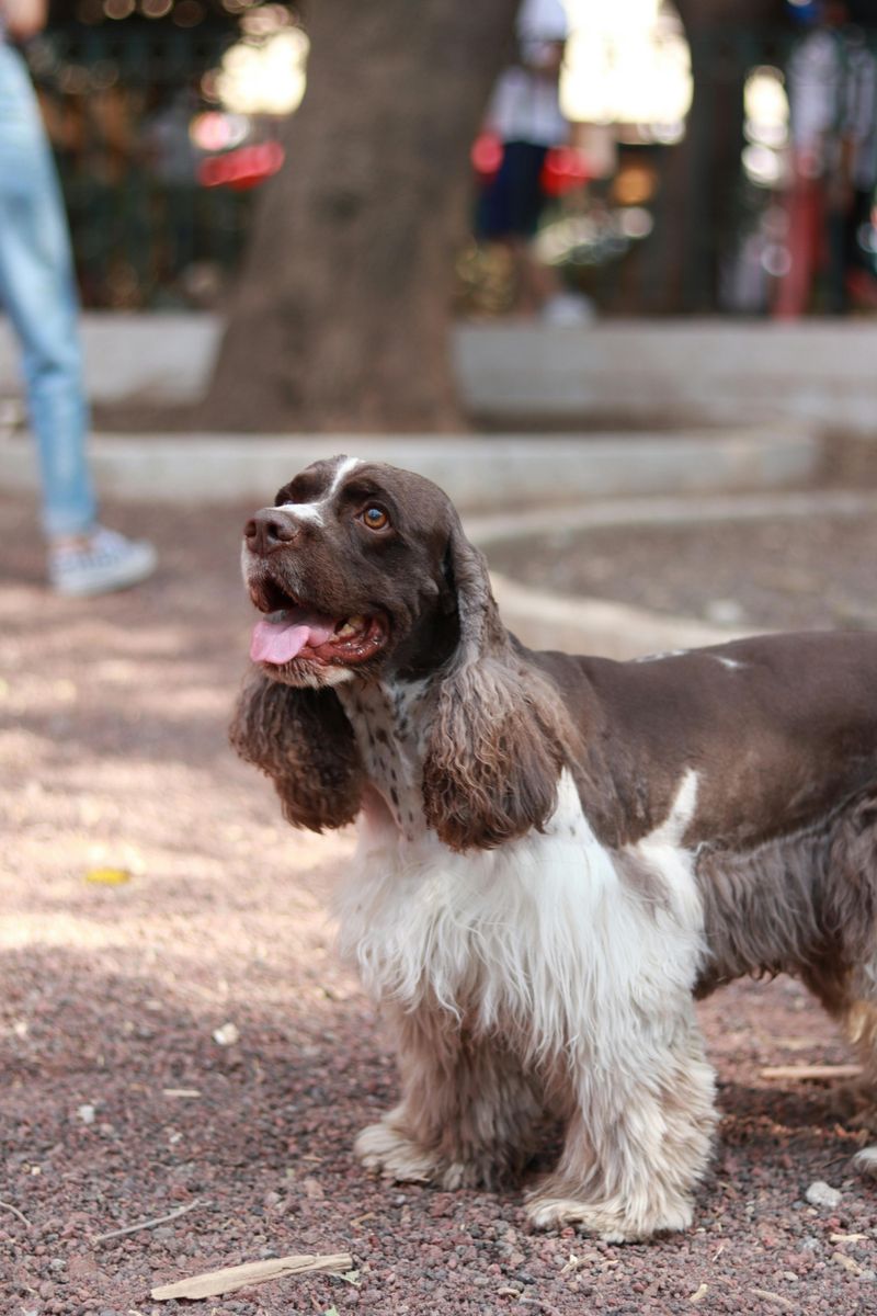 These 12 dog breeds turn into shadows because being near you helps them feel safe 7 English Cocker Spaniel