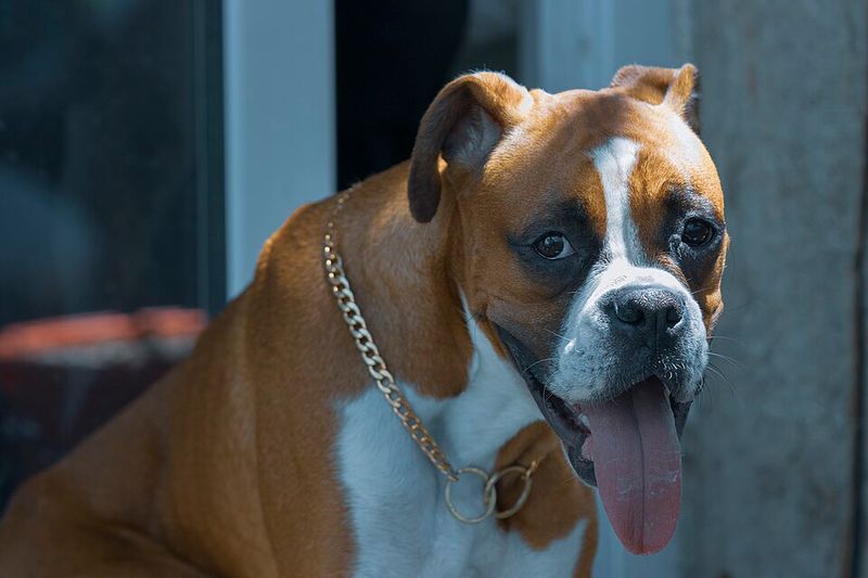11 dog breeds that know exactly when to protect - plus 3 that keep everyone guessing 11 Boxer