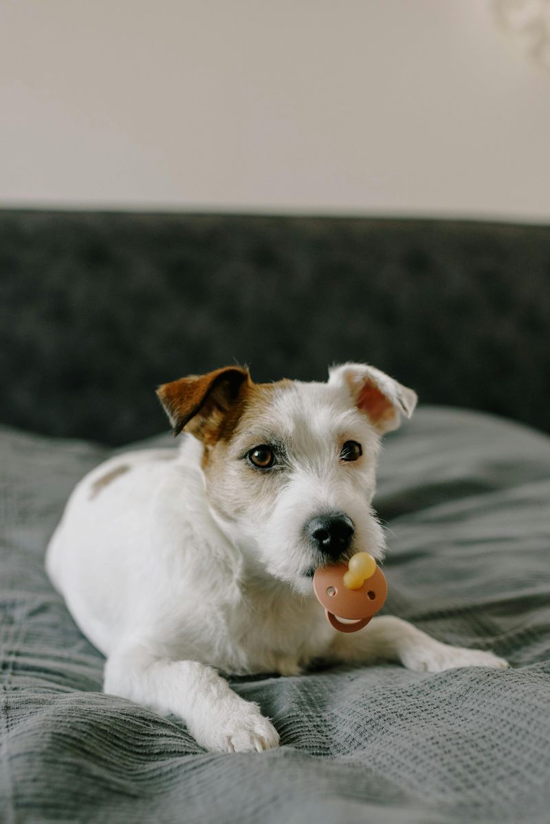 Jack Russell Terrier