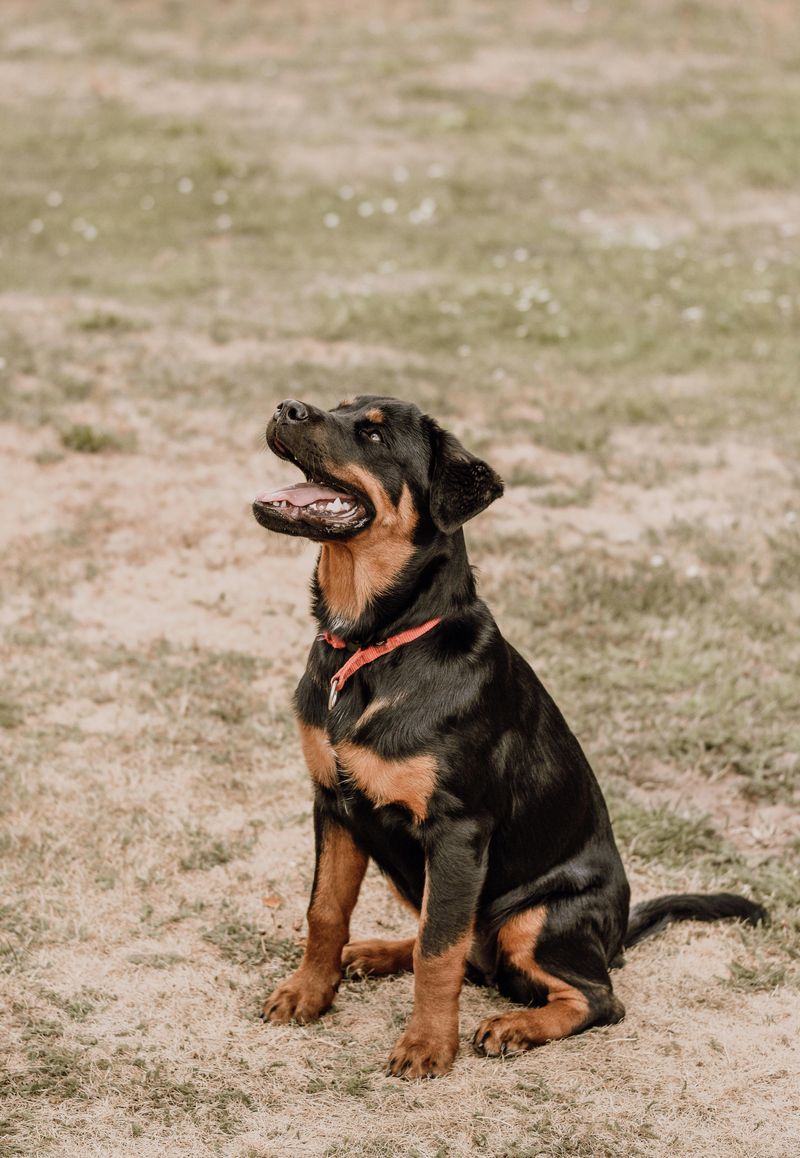 Rottweiler