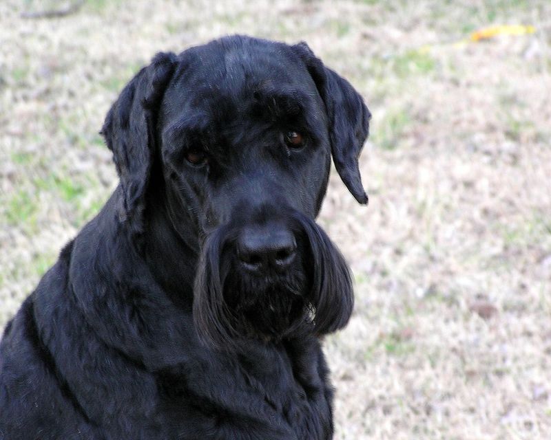 25 Fearless Dog Breeds That Take Home Security Seriously 20 Black Russian Terrier