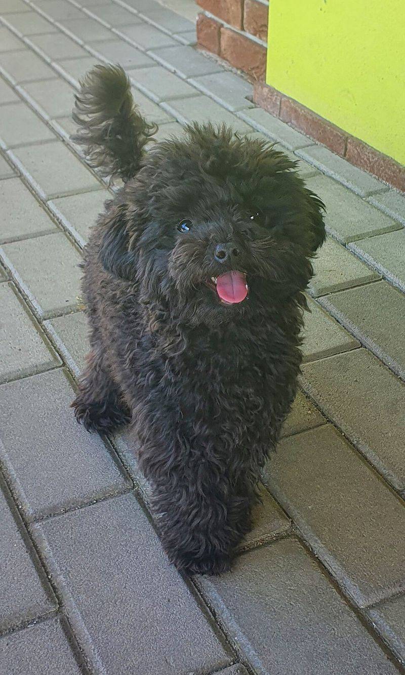 12 companion dog breeds known for deep devotion later in life 13 Toy Poodle