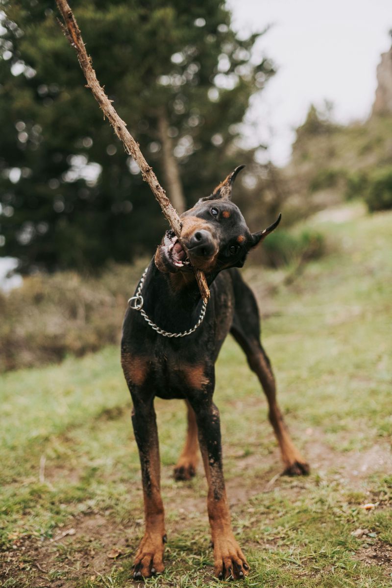 11 dog breeds known for powerful and constant chewing 10 Doberman Pinscher