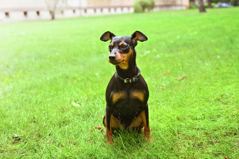 Miniature Pinscher
