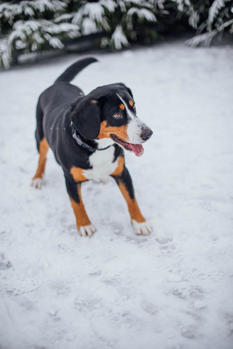 These 12 uncommon dog breeds are built to last – plus 3 hidden powerhouses 9 Entlebucher Mountain Dog