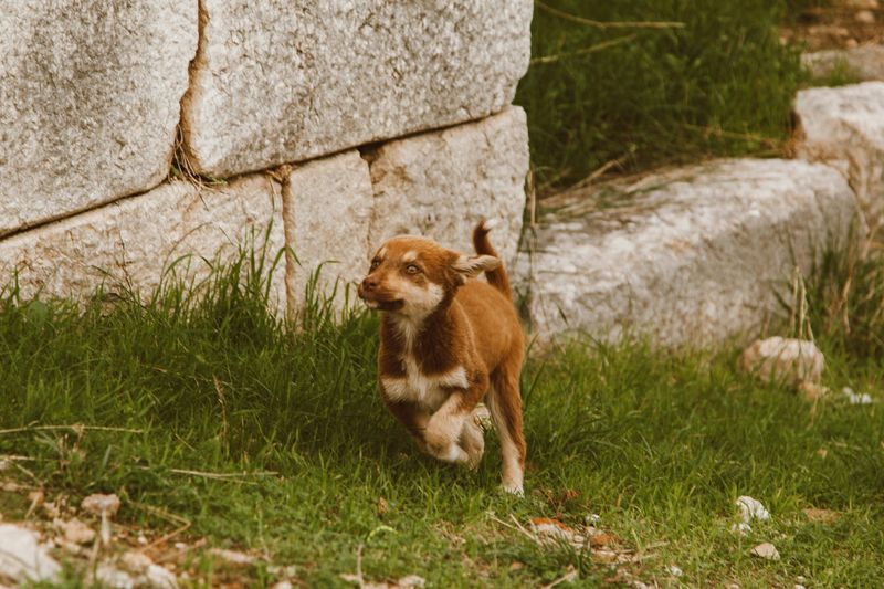 Running away when called