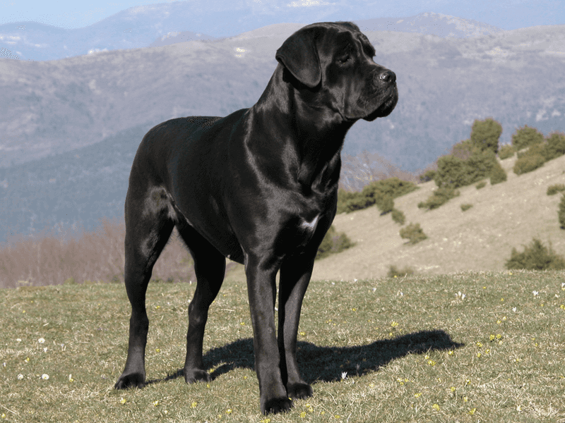 These dogs don't need to announce how powerful they are every five minutes 7 Cane Corso - composed and capable