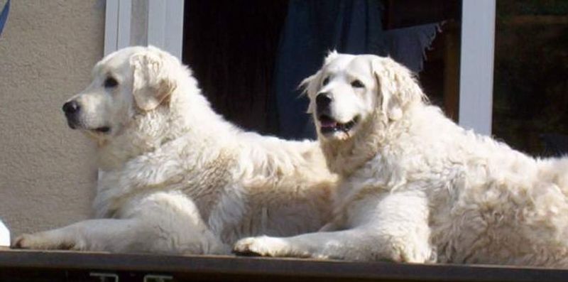 These 10 calm dogs guard their owners with silent confidence, plus 2 more steady protectors 11 Kuvasz