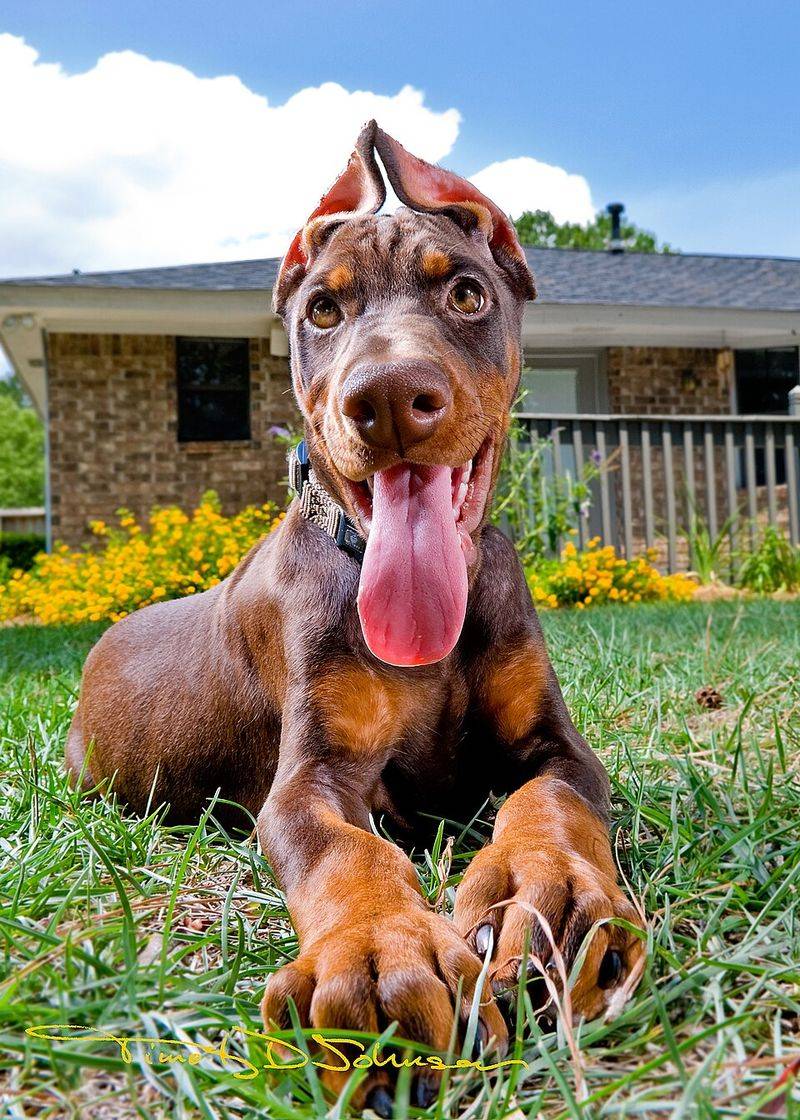 12 famous dog breeds veterinarians warn may not be the best choice 11 Doberman Pinscher