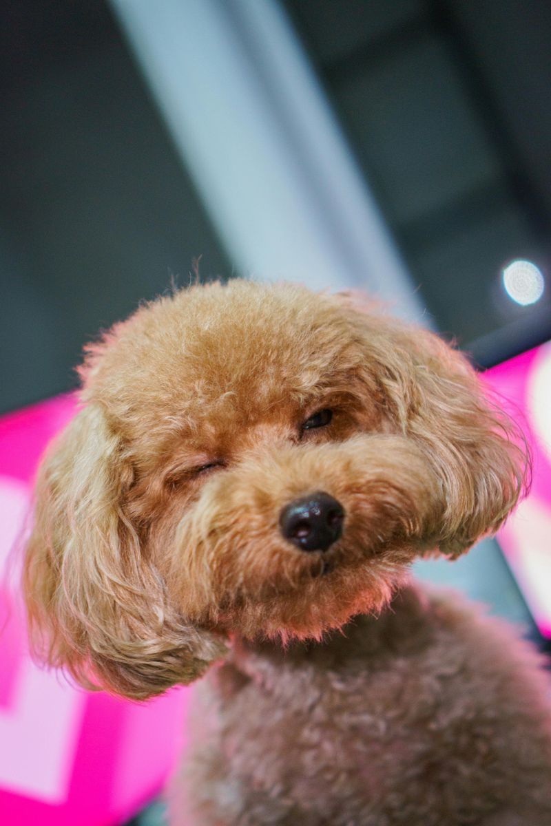 Toy Poodle