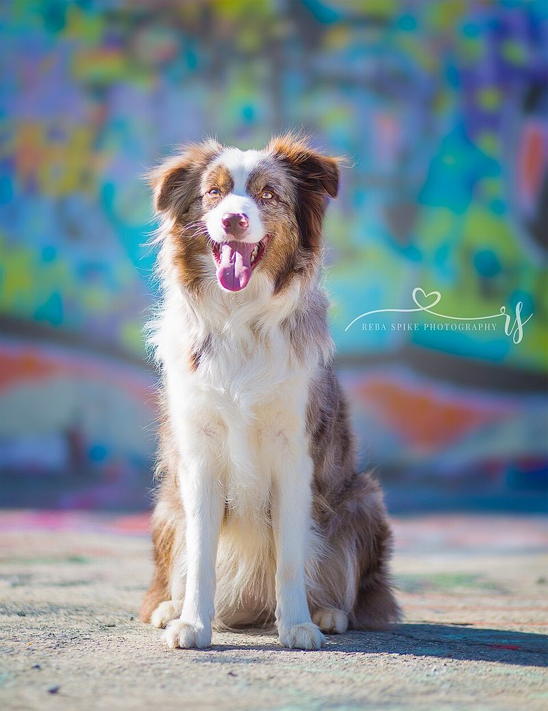 Smart dogs aren't automatically easier - These breeds can make boredom your problem too 5 Australian Shepherd