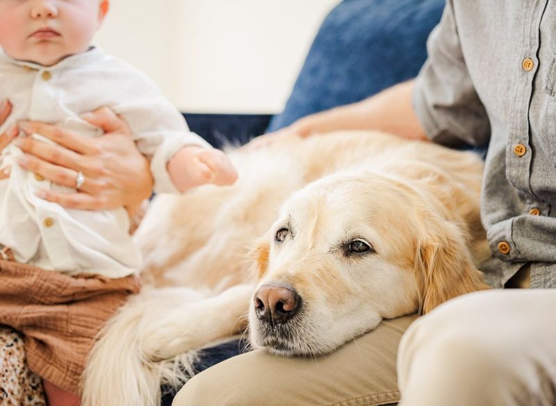 10 powerful signs your dog experiences emotions more deeply than most breeds 6 Refusing to leave when you feel sick