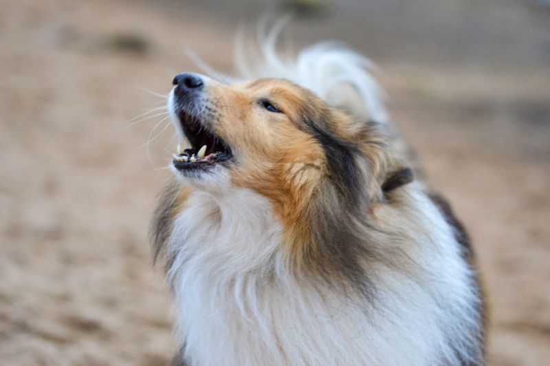 Growling under stress