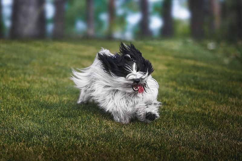 Give these dog breeds time - their most affectionate chapter may begin years after you bring them home 13 Tibetan Terrier