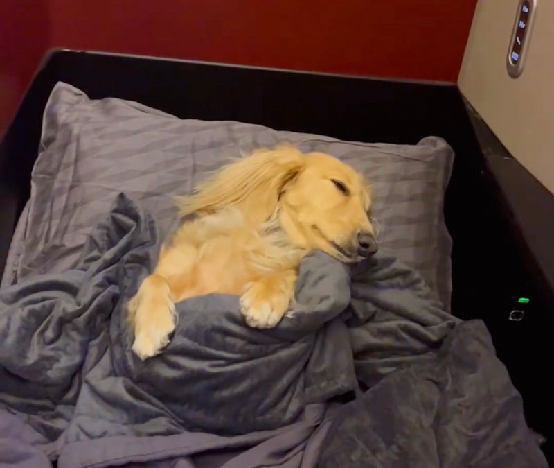 22 Everyday Human Habits That Can Stress Out Your Dog 12 Invading their sleeping space