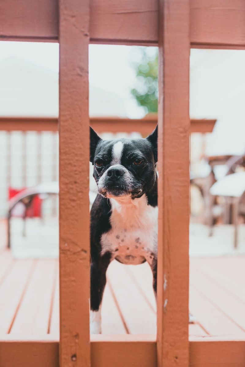Boston Terrier