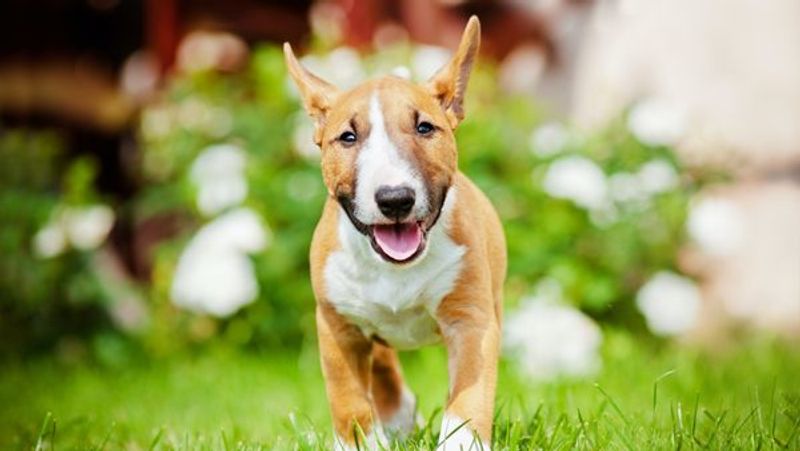 Miniature Bull Terrier