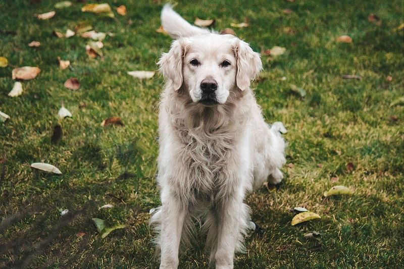 Some dogs mature emotionally just like people - These 15 prove it 2 Golden Retriever