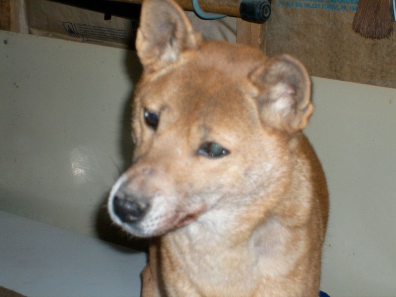 New Guinea Singing Dog
