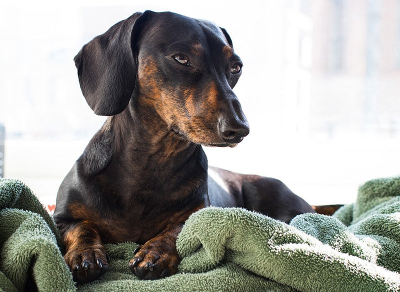 16 Dog Breeds That Love Being Wrapped Up Like Burritos (And Why It Calms Them) 4 Dachshund