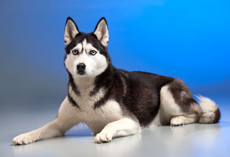 Siberian Husky