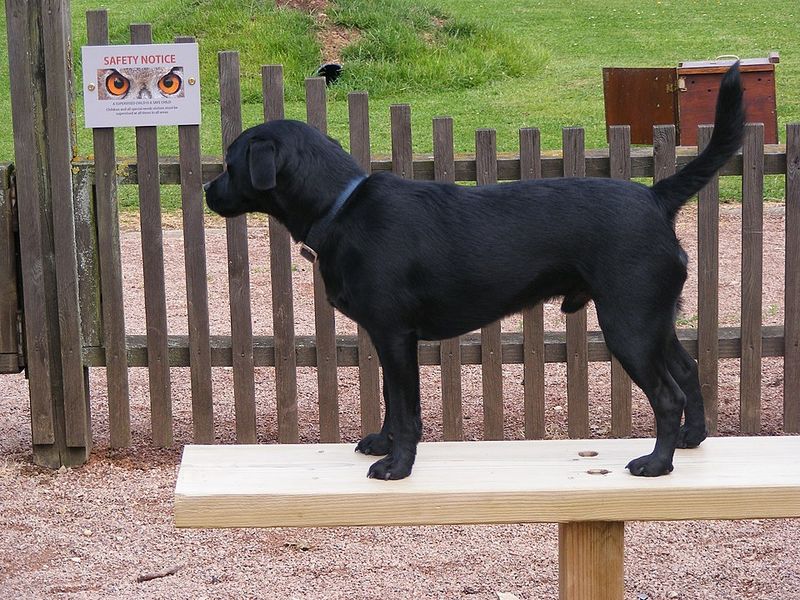 12 Terrier Breeds - The Digging, Chasing, and “Treasure Hunting” Instincts They Can’t Turn Off 13 Patterdale Terrier