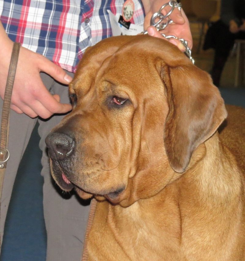 11 dog breeds that struggle badly in normal household environments 5 Tosa Inu