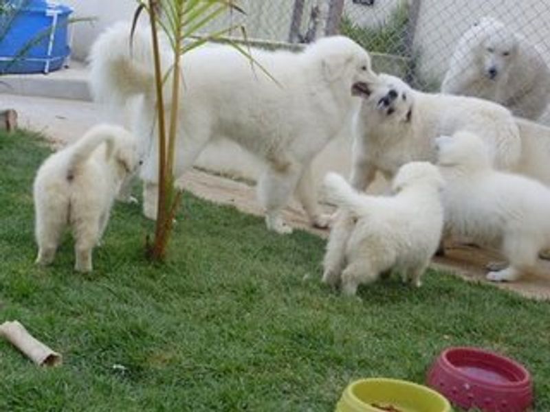 12 protector dog breeds with instincts so strong owners instantly feel safer 8 Kuvasz