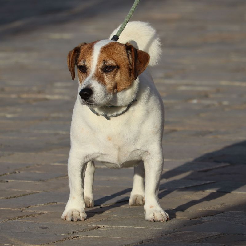 They protect their reputation in public - then unleash the chaos the moment nobody important is watching 10 Jack Russell Terrier