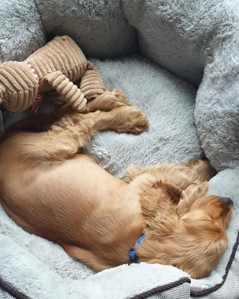 Maintain a Consistent Sleep Area