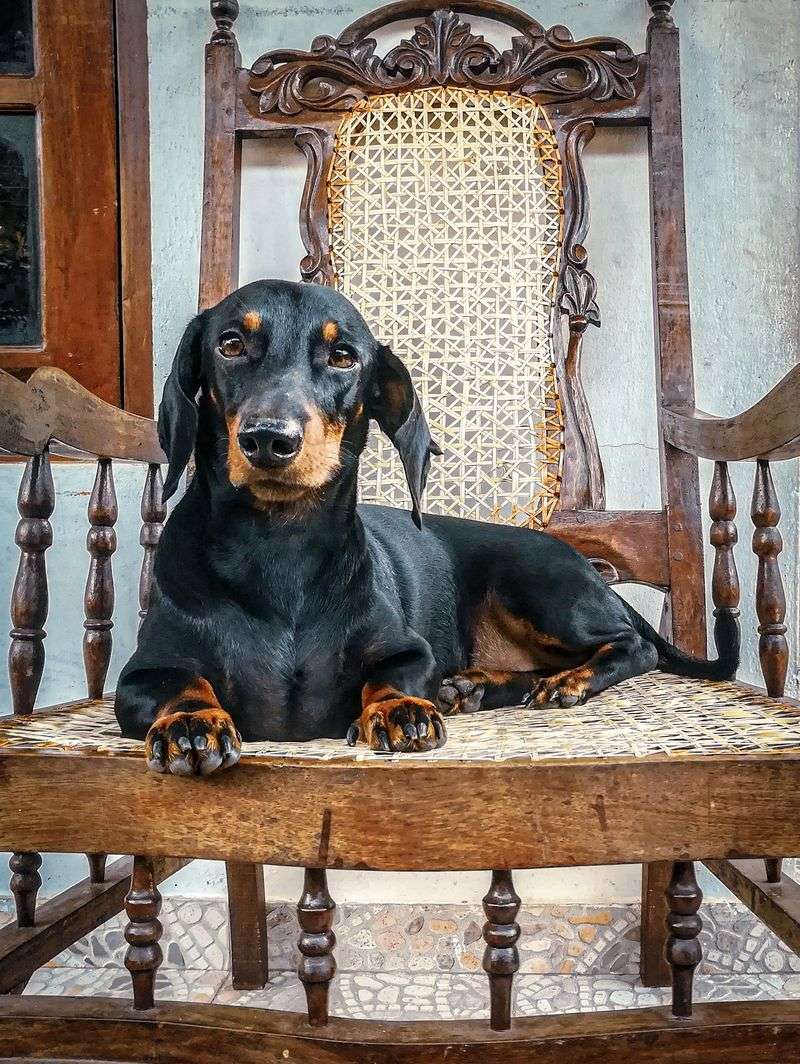 Short on space? These dog breeds may fit your home better than expected 10 Dachshund