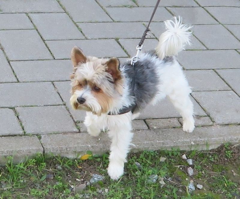Biewer Terrier