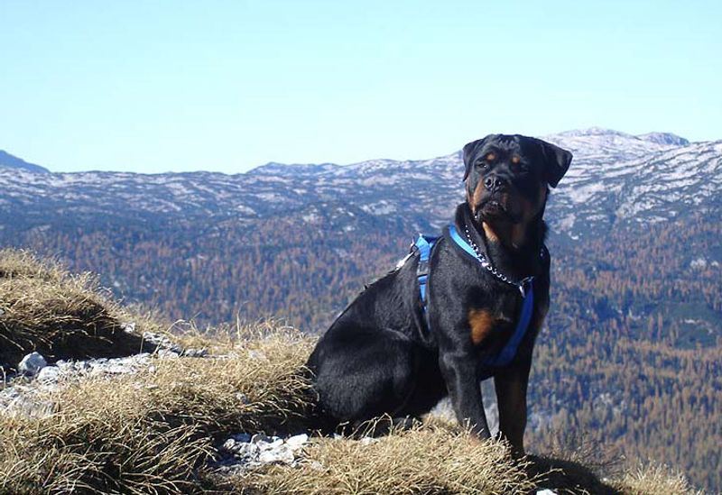 Behind the impressive builds of these dog breeds lies some serious canine jaw power 3 Rottweiler