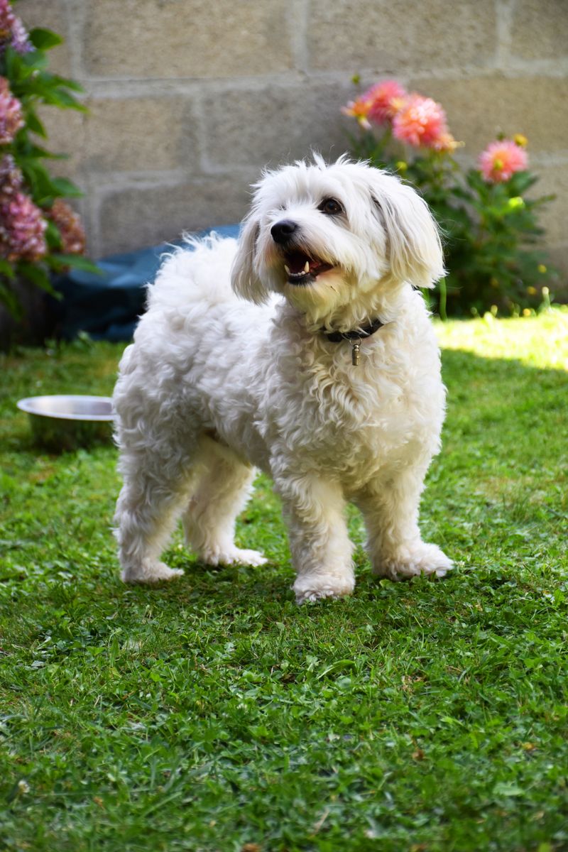 Bichon Frise