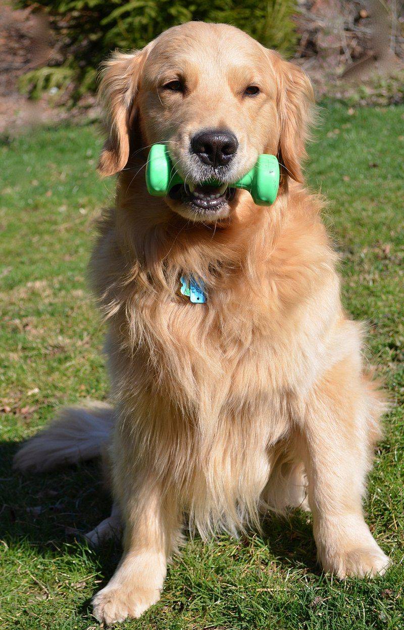 Golden Retriever