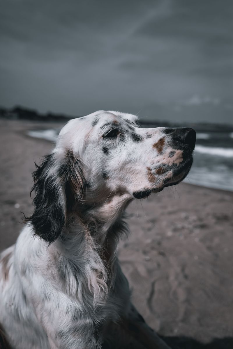 Everyone recognizes the famous breeds - These dogs earn their fans much more quietly 4 English Setter