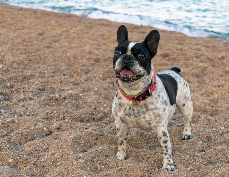 13 top dog breeds you’ll see everywhere in California 3 French Bulldog
