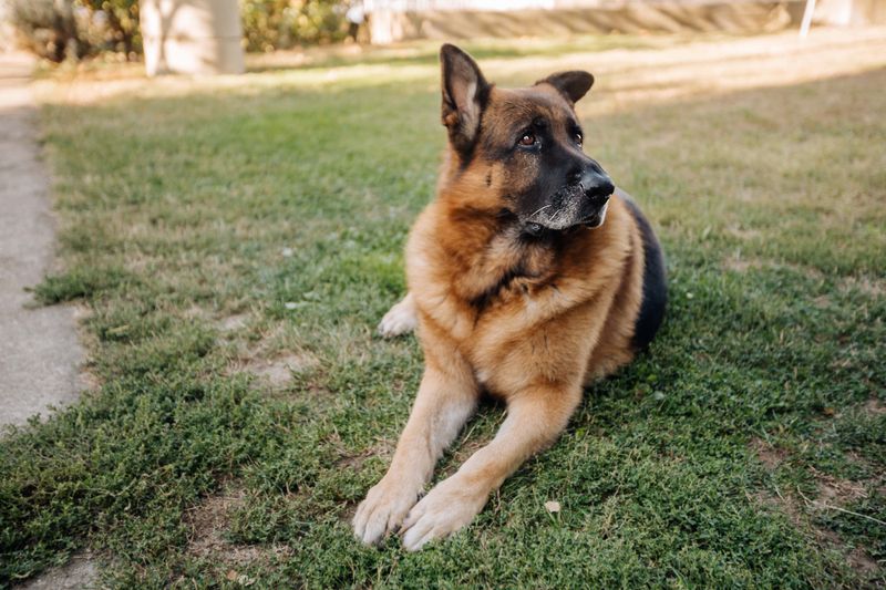 12 protective dog breeds that treat children like their own pack 7 German Shepherd