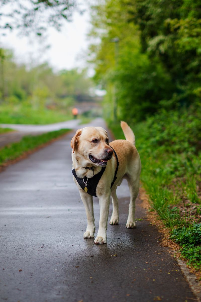 Labrador Retriever