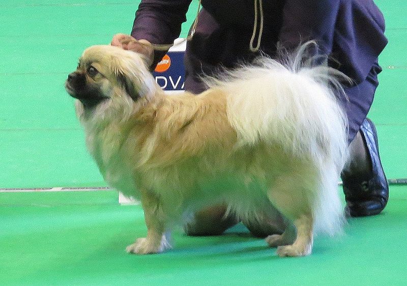 Tibetan Spaniel