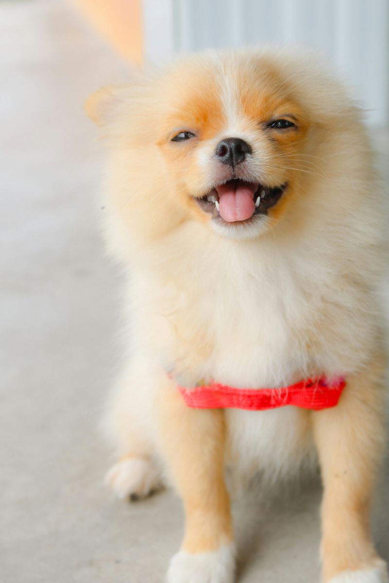 Pomeranian
