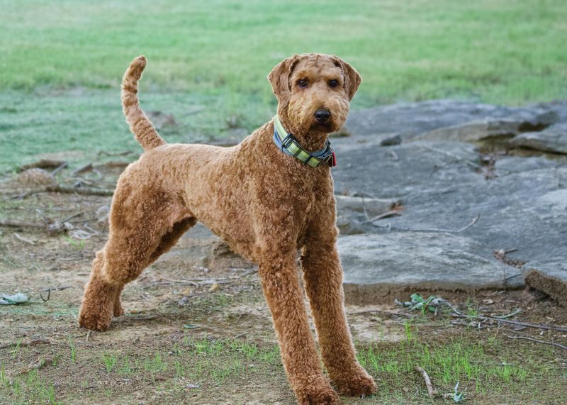 19 Highly Protective Dog Breeds Often on Guard 18 Airedale Terrier