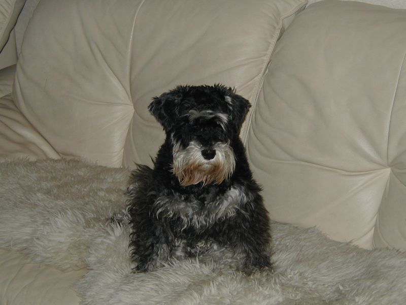 Miniature Schnauzer