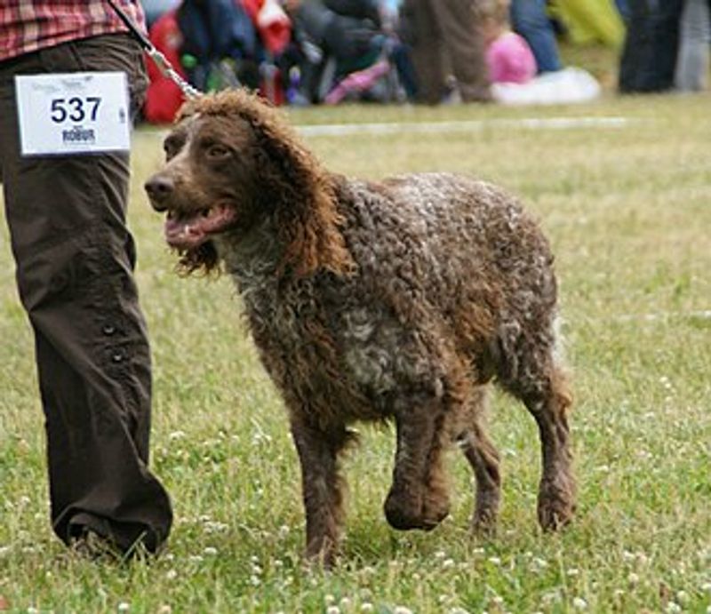 Pont-Audemer Spaniel