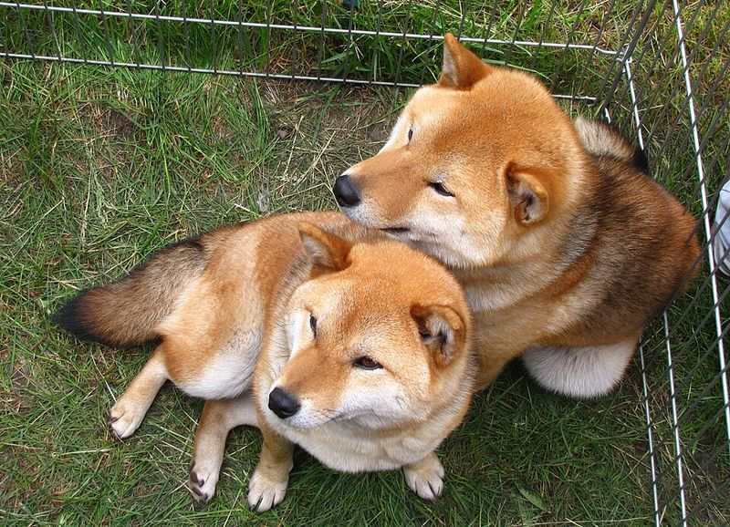 Give these dog breeds time - their most affectionate chapter may begin years after you bring them home 3 Shiba Inu