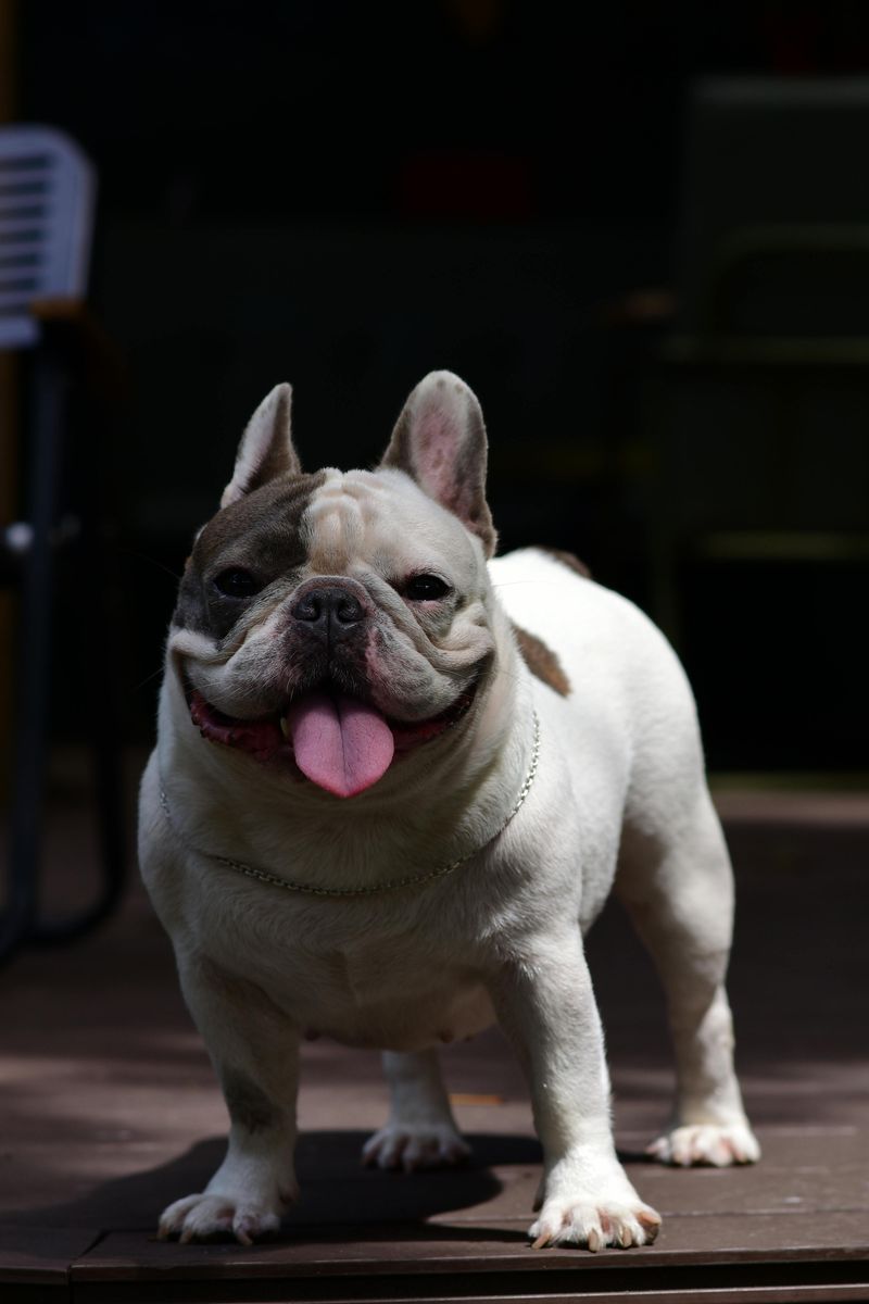 French Bulldog
