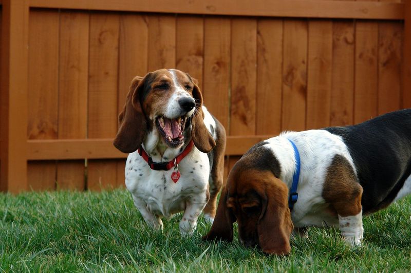 Basset Hound