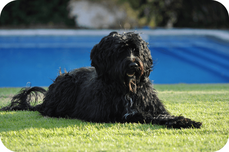 Portuguese Water Dog