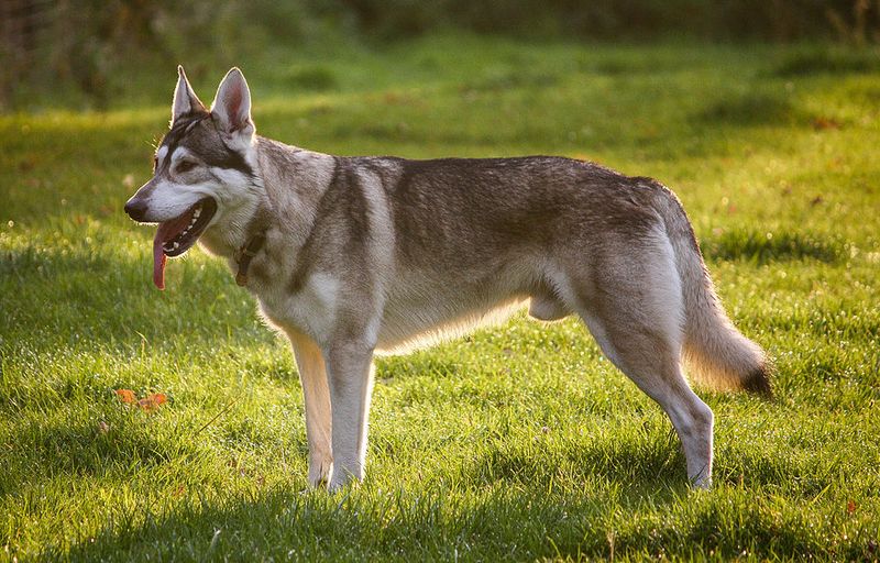 10 Dog Breeds That Are Truly Wolf-Like – And 5 That Only Look Wild 4 Northern Inuit Dog