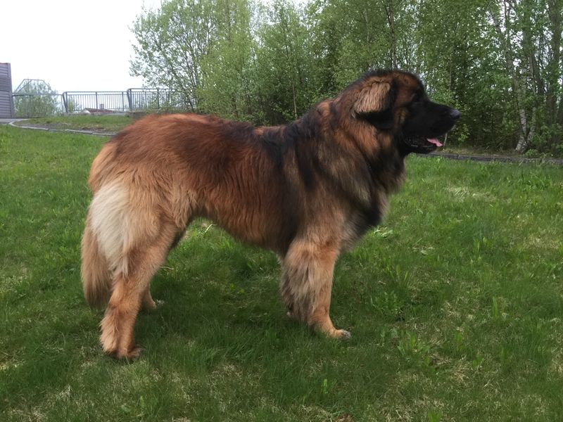 Not every great dog needs nonstop activity - and these breeds prove it every day 10 Leonberger